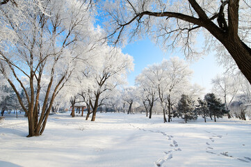 The beautiful forests with rime in winter landscape.