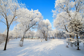 The beautiful forests with rime in winter landscape.
