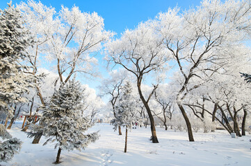 Fototapeta na wymiar The beautiful forests with rime in winter landscape.