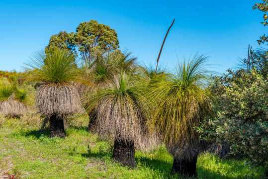 Australian native Grass Trees in the bush with flora and fauna