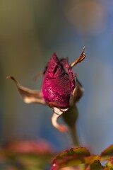 Rose Bud