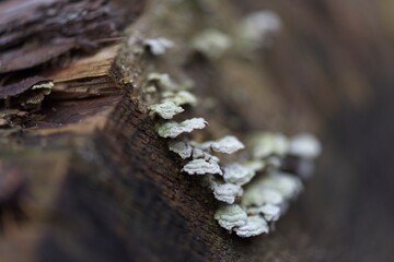 Lichen