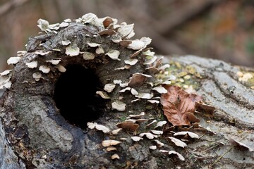 mushrooms on a tree