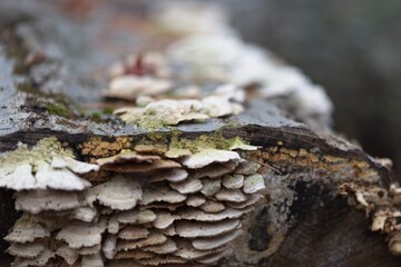 mushrooms on tree