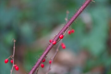 close up of red berries