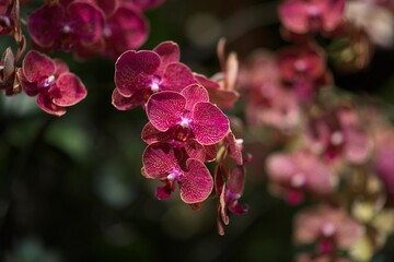 close up of pink orchid