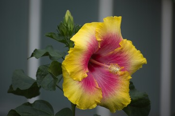 red and yellow flower