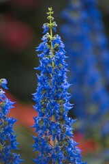 Blue Flowers