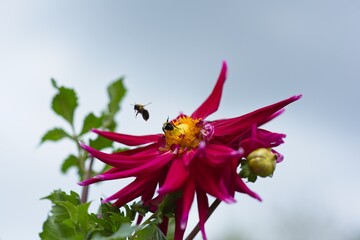 Bee Taking Flight