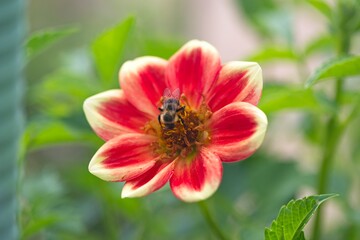 bee on Flower
