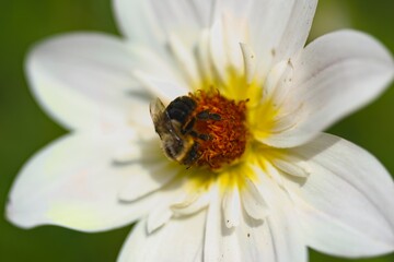 Dahlia Feeding Bee
