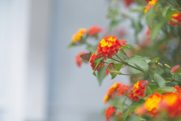 Orange Flowers