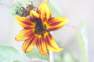 Sun burnt - Fall Flowers