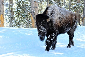 Yellowstone bison in winter