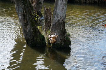 A high angle view of a tree with mushrooms on it growing inside of the water - Powered by Adobe