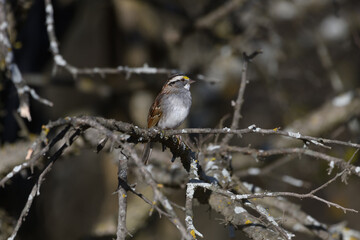 White-throated sparrow perched on branch