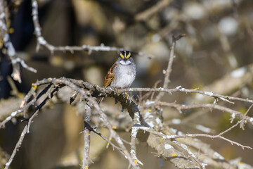 white-Throated Sparrow - Zonotrichia albicollis