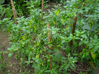 plants in the garden