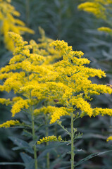 Obraz premium yellow flowers in the field