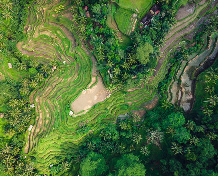 aerial minimalist photography jungle green natural rice terraces shape palm tree