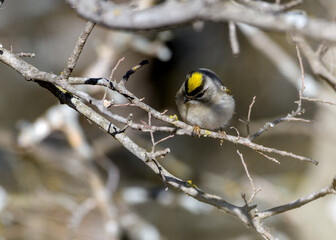 golden-Crowned Kinglet - Regulus satrapa
