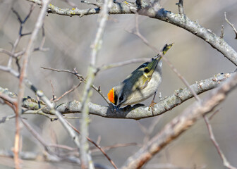 Golden-Crowned Kinglet - Regulus satrapa
