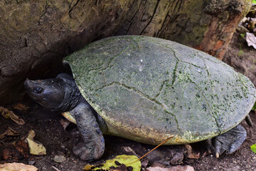 Turtle tucked walk in pond