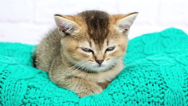 cute kitten Scottish golden chinchilla straight breed, cat falls asleep sitting