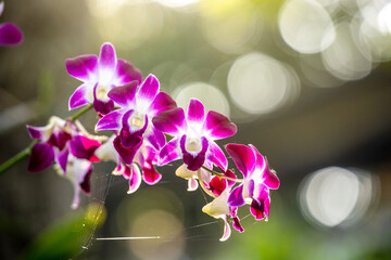 Fototapeta na wymiar Orchid trees have many flowers, beautiful purple flowers. The morning light brings the flowers fresh colors. The background is naturally green with bokeh.