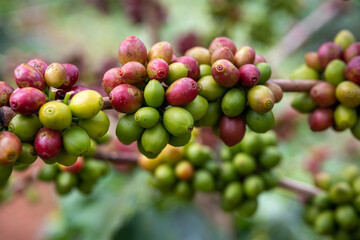 Coffee trees and arabica coffee beans in a plantation in northern Thailand, like colorful berries, close-up photography focuses on fruit.