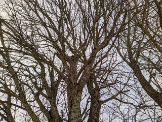 dry tree and numerous branches in winter against the sky
