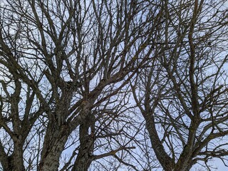 dry tree and numerous branches in winter against the sky