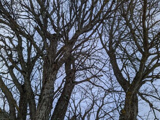 dry tree and numerous branches in winter against the sky