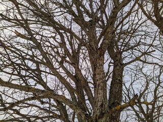 dry tree and numerous branches in winter against the sky