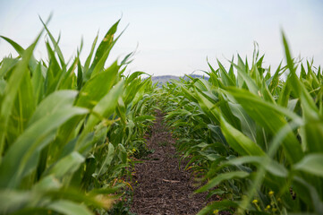 Obraz premium corn field in the morning