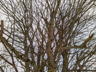 dry tree and numerous branches in winter against the sky