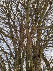 dry tree and numerous branches in winter against the sky