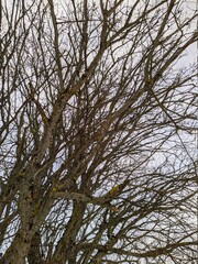 dry tree and numerous branches in winter against the sky