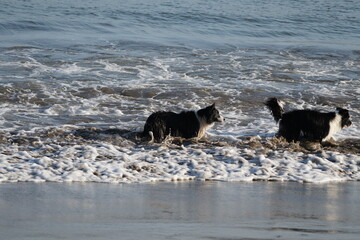 Perros en el mar