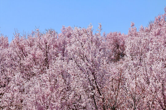 花木団地の桜（福島県・郡山市）