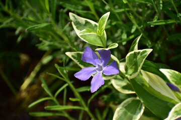ツルニチニチソウの紫の花