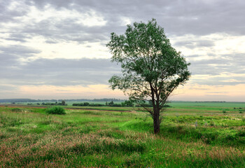 A tree in a summer meadow