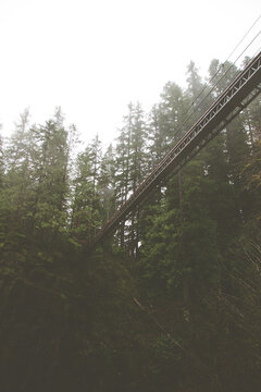 A Vertical Low Angle Shot Of A Suspension Bridge In A Forest