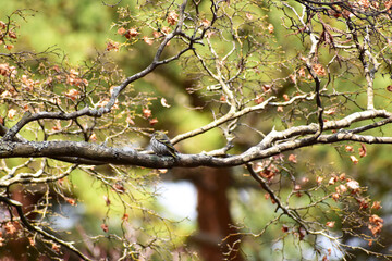 モミジの木に止まる春のマヒワ