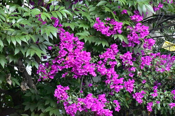 purple flowers in the garden 