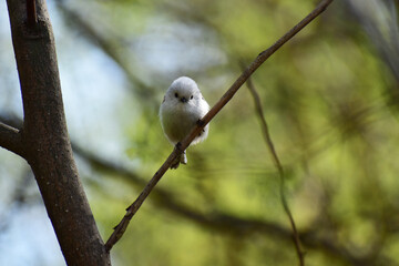 春の森のシマエナガ