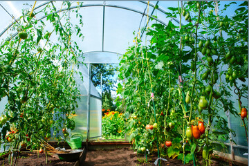 Growing tomatoes at home in a greenhouse, in the garden near the house. The concept of organic food, healthy food and favorite Hobbies.