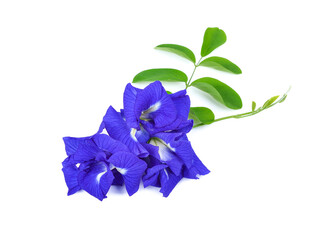 Butterfly pea flower on white background