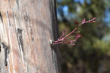 little tree branch