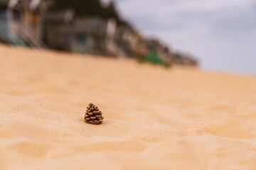 A fir cone in the sand of the beach, with Beach Huts in the blurry background, seen in Wells-next-the-Sea, Norfolk, England, UK